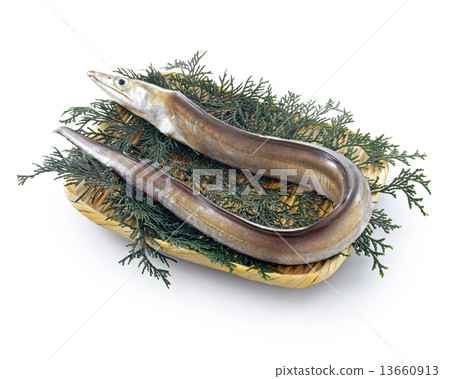 Sea bream Sea bream 13660913