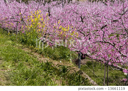  桃花 13661119