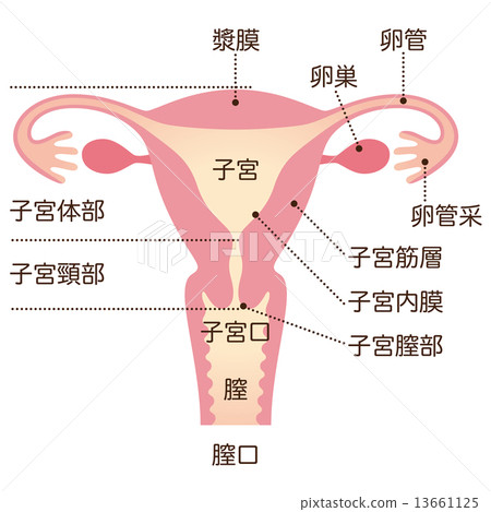 Uterus women's body 13661125