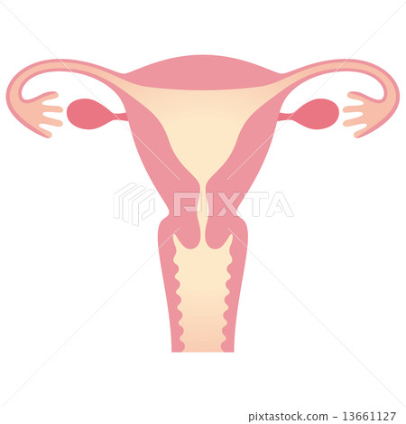 Uterus women's body Uterus women's body 13661127