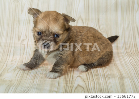 Chihuahua puppy 13661772