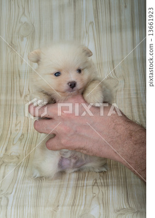 Pomeranian spitz Pomeranian spitz 13661923