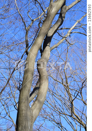 金合歡(紅四手) 金合歡(紅四手) 13662593