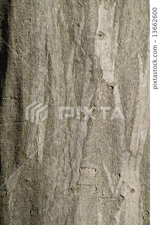 金合歡（紅四手） 13662600