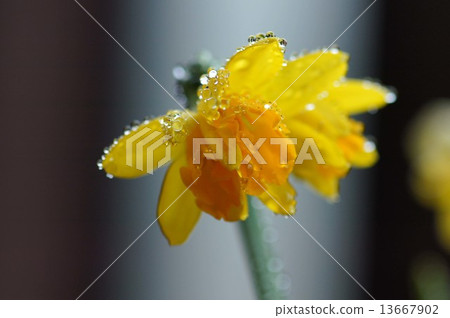 Mini Daffodils 13667902