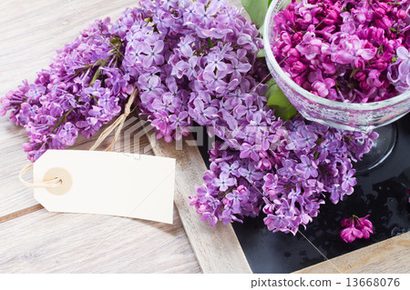 Lilac in vase Lilac in vase 13668076