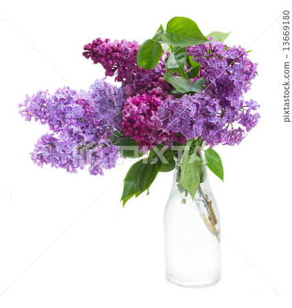 Lilac in vase Lilac in vase 13669180