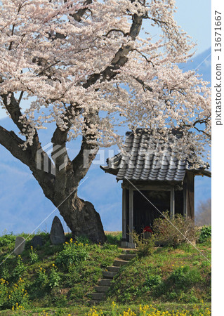 Ozawa's cherry tree 13671667
