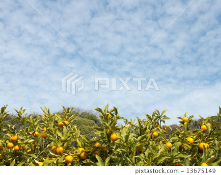 Ehime sky # 3 13675149