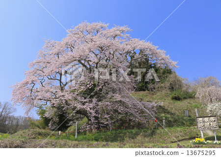 Zayaji Jizo cherry tree 13675295