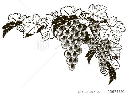 Grapes vintage style design Grapes vintage style design 13675891