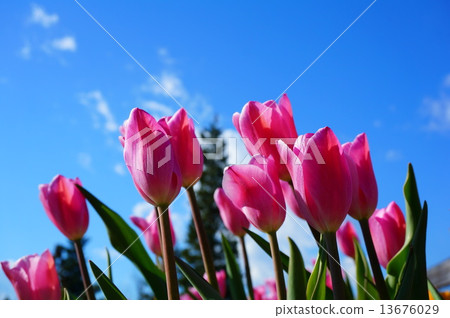 Winter tulip Winter tulip 13676029
