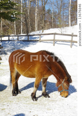 Kiso馬在冬天 13676846