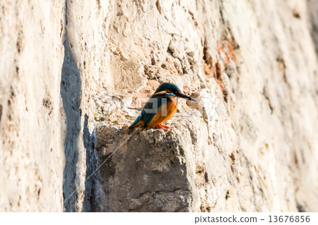 Common kingfisher Common kingfisher 13676856