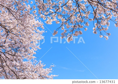 櫻花 13677431