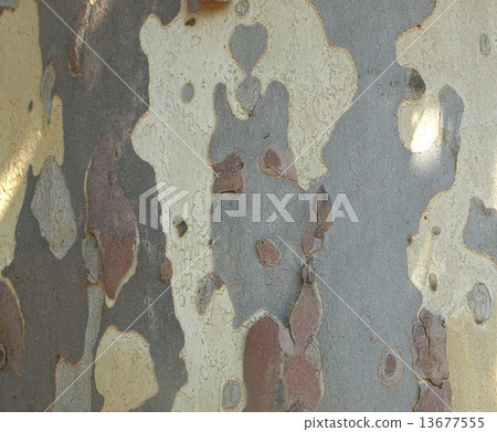 Bark picture Bark picture 13677555