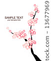 Cherry Blossoms	 13677969