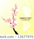 Cherry Blossoms	 13677970