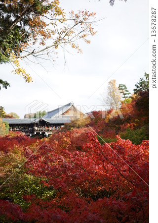 Tofukuji秋葉 13678287