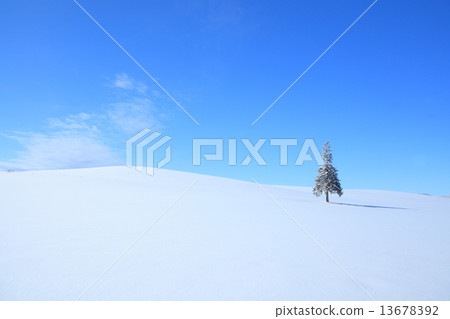 清楚的天空聖誕樹樹 13678392