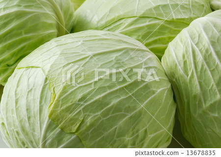 cabbage  13678835