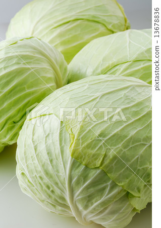 cabbage  13678836