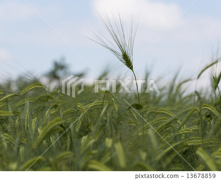 Individual barley in a field detail Individual barley in a field detail 13678859