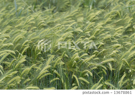 Individual barley in a field detail Individual barley in a field detail 13678861