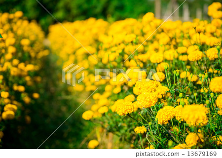 Marigold in the garden Thailand Marigold in the garden Thailand 13679169
