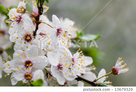 Flowering fruit tree. Flower in drops of water from the rain. Flowering fruit tree. Flower in drops of water from the rain. 13679320