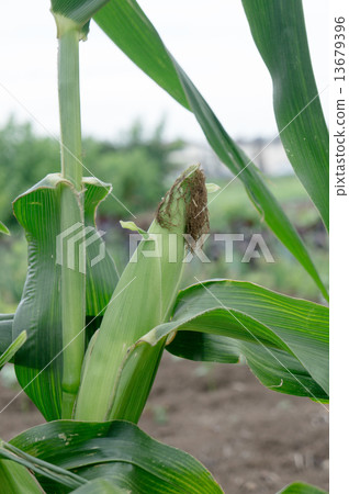corn corn 13679396