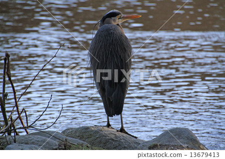 灰鷺 灰鷺 13679413