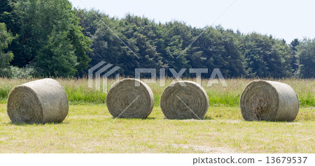 Hay rolls in a field against forest 13679537