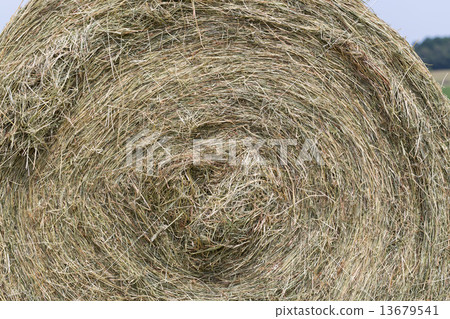 Hay rolls in a field against forest 13679541