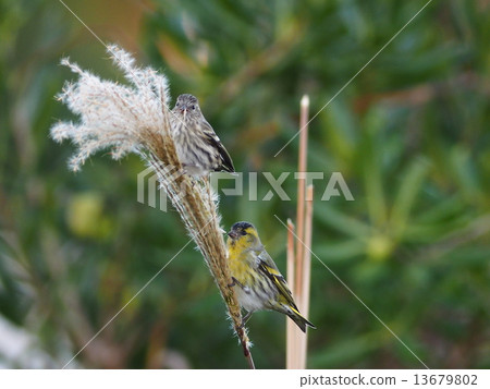 Mahiwa Pair 13679802