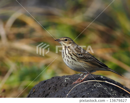 歐洲賓嘴 13679827