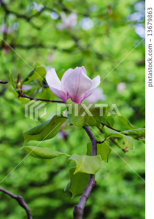 Magnolia flowers 13679863