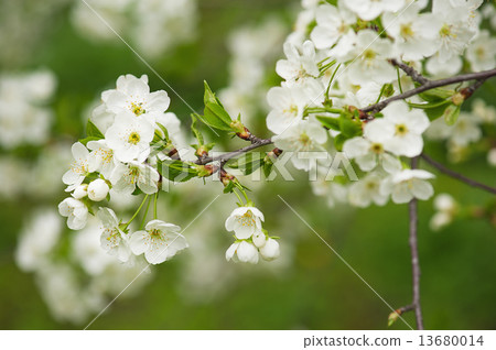 Cherry flowers 13680014