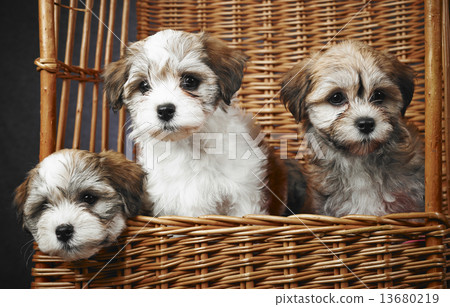 Bichon havanese puppies 13680219