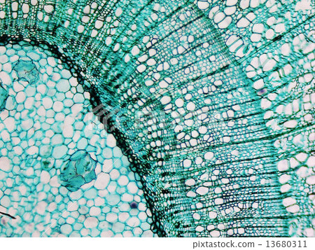 Pine Wood micrograph 13680311