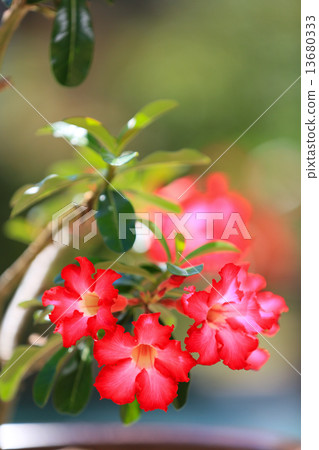 Desert Rose 13680333