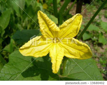 Zucchini courgette 13680402