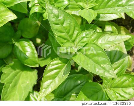 Basil 13680550