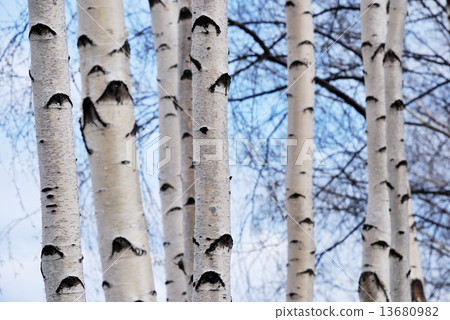 trunks of birch trees in spring forest trunks of birch trees in spring forest 13680982