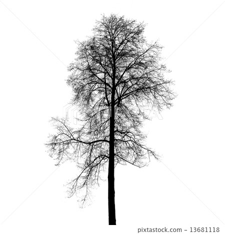 Leafless birch tree silhouette isolated on white 13681118