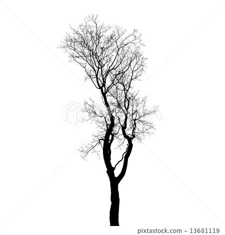 Leafless tree silhouette isolated on white background Leafless tree silhouette isolated on white background 13681119