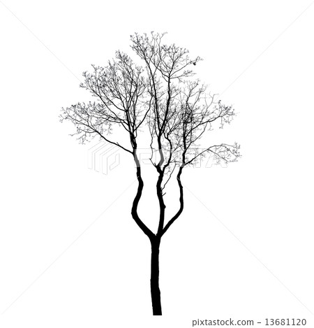 Leafless tree silhouette isolated on white Leafless tree silhouette isolated on white 13681120