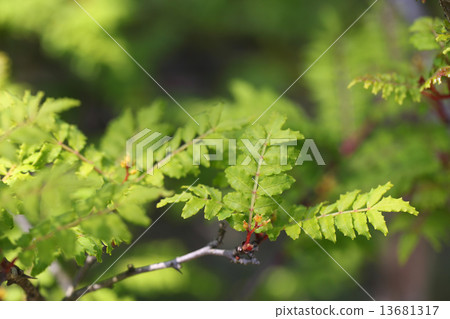 After the flowers of Sunshow After the flowers of Sunshow 13681317