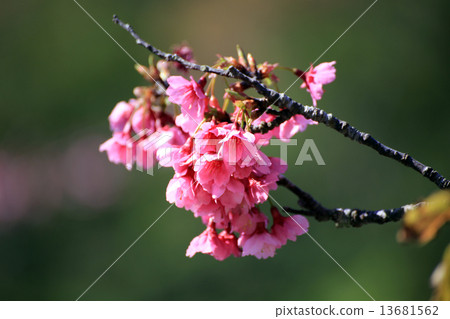 Cherry Blossoms   13681562