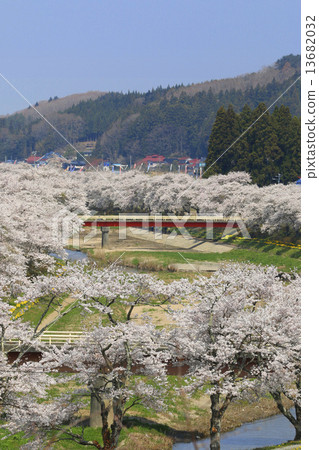 Senbonzakura of Natsuigawa river 13682032
